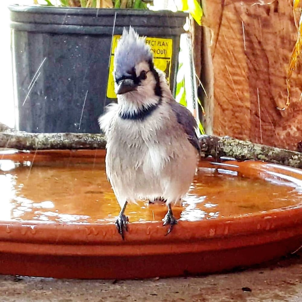 Gracie standing in the backyard bird bath