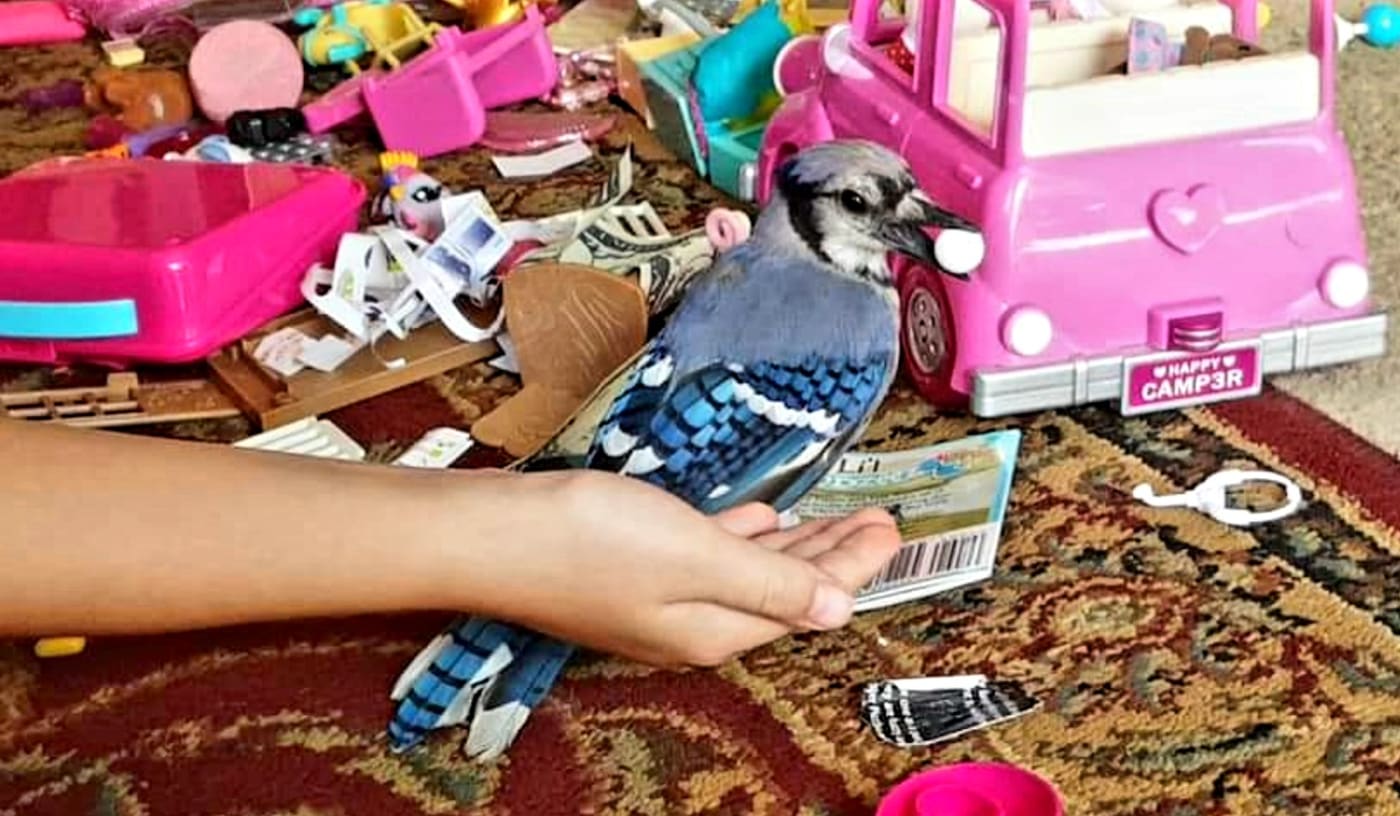 Gracie the Blue Jay perched on a child's hand among toys on the living room rug